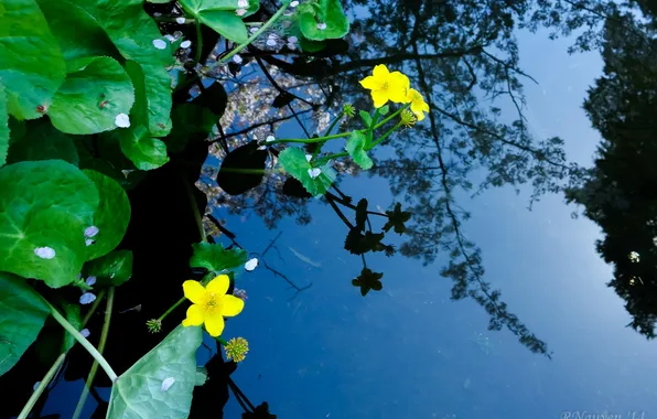 Picture leaves, water, flowers, nature, reflection, plants