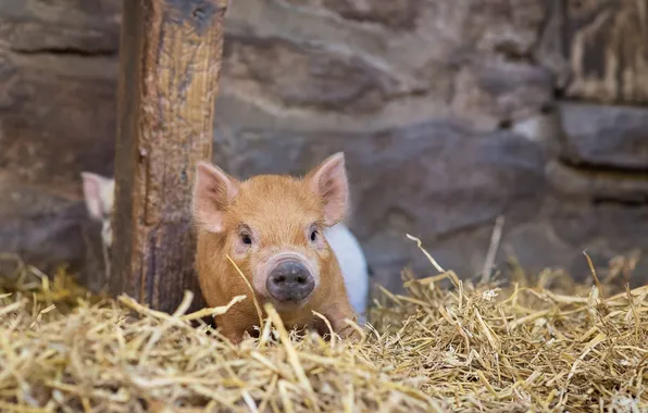 Background, the barn, pig