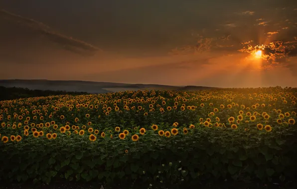 Picture field, summer, the sky, the sun, clouds, sunflowers, sunset, flowers