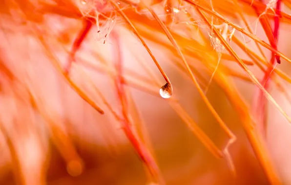 Autumn, color, macro, rain, drop, water