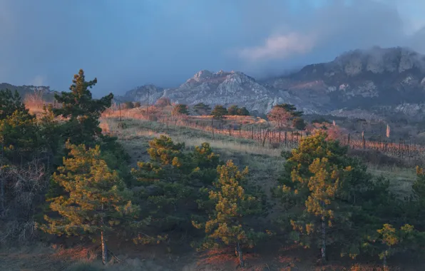 Picture forest, landscape, mountains, Crimea