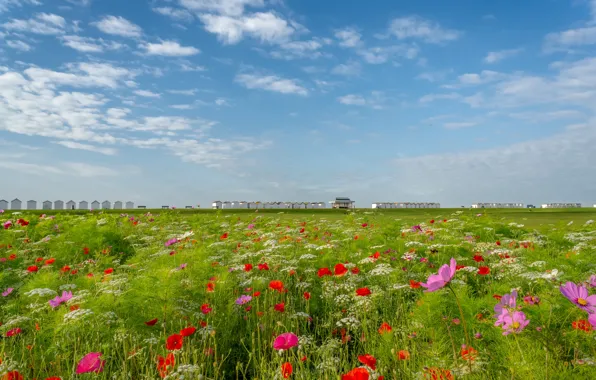 Greens, field, summer, the sky, clouds, flowers, shore, glade