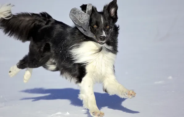 Picture winter, snow, the game, dog, varyushka