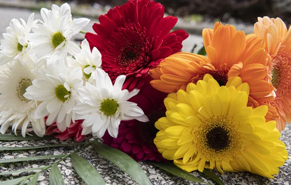 Picture flowers, orange, close-up, yellow, red, chamomile, bouquet, white