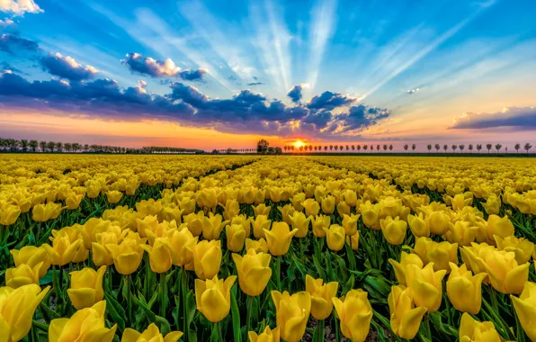 Flowers, nature, tulips