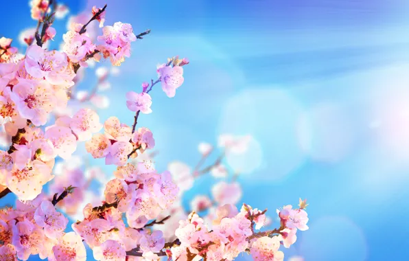 Picture the sky, the sun, flowers, branches, spring, Sakura, flowering, sky