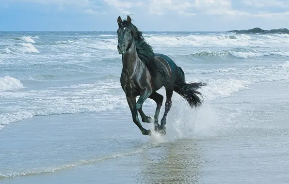 Sea, horse, Wave