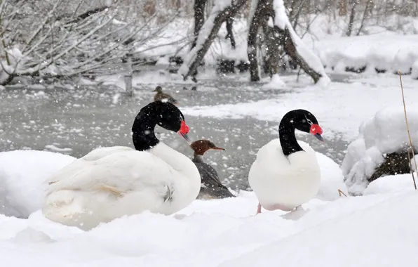 Swam Photo Example Wallpaper winter, lake, animal, swam for mobile and desktop, section ...