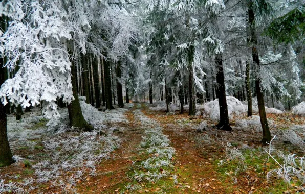 Picture frost, forest, trees, Winter, trail