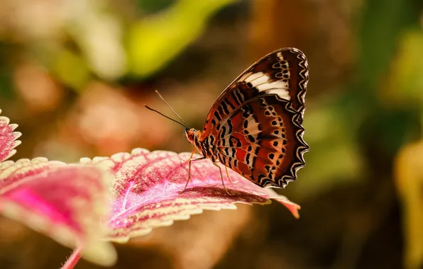 Sheet, microsemi, wings, Butterfly, insect, beautiful, closeup, blurred background