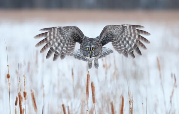 Picture winter, lake, flight, Great grey owl