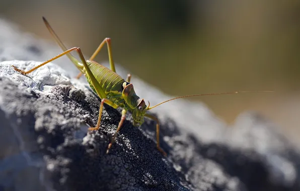 Nature, background, grasshopper