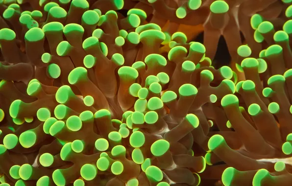 Picture macro, neon, corals