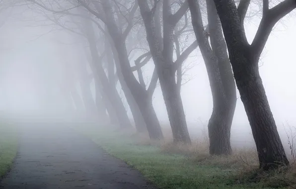 Trees, nature, fog