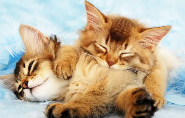 Kittens, fluffy, Cat, sleep, Kittens