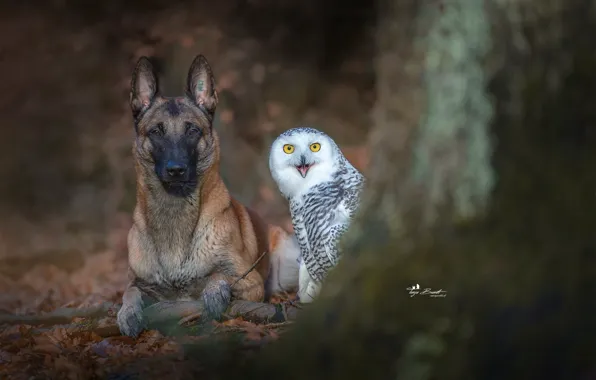 Photography, animals, dog, owl, German Shepherd
