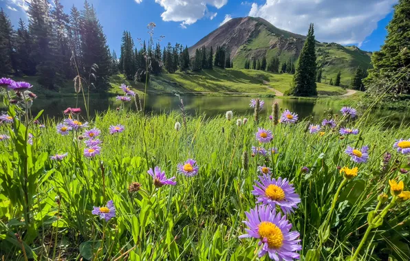 Field, forest, summer, grass, clouds, flowers, mountains, blue