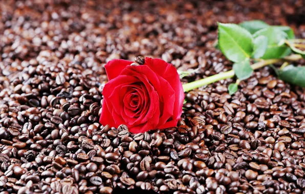 Picture photo, rose, coffee