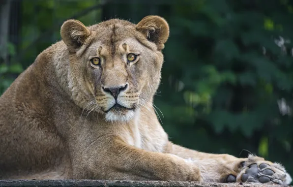 Cat, look, lioness, ©Tambako The Jaguar