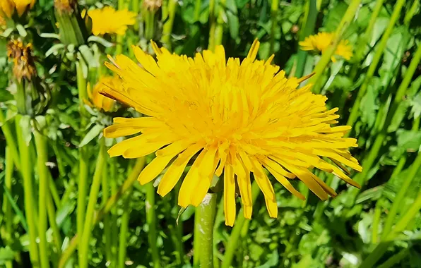 Greens, summer, flowers, dandelion