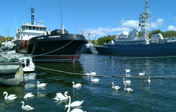 Birds, ships, pier