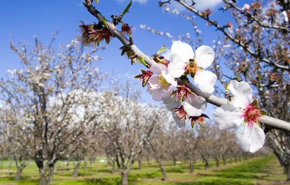 The sky, clouds, trees, flowers, nature, bee, spring, a blooming garden