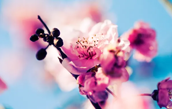 Macro, flowers, nature, cherry, branch, spring, Sakura, pink