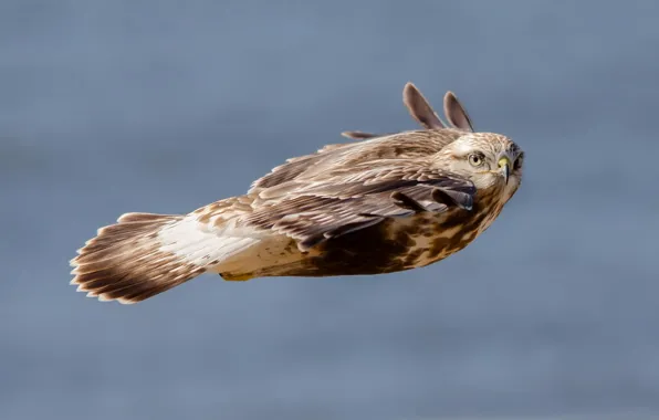 Speed, flight, hawk