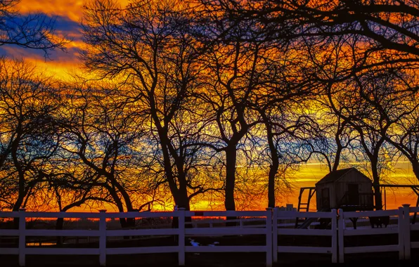 Picture trees, sunset, the fence