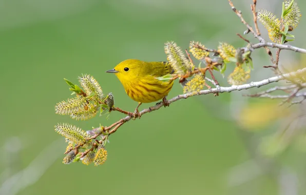 Background, bird, branch, Yellow drevenica, Golden forest songster