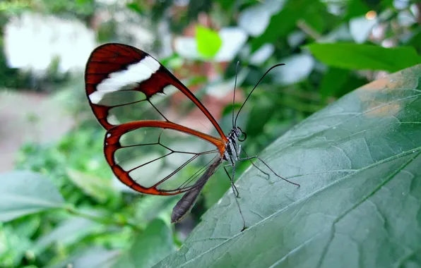 Leaves, microsemi, butterfly, wings, insect, beautiful, closeup