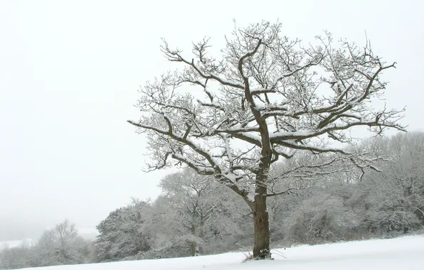 Winter, snow, trees, landscapes, winter Wallpaper