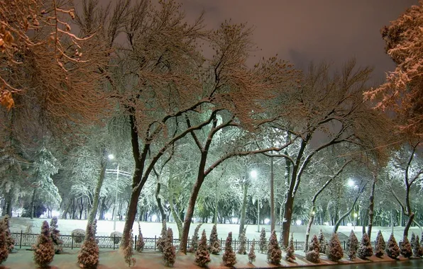 Winter, frost, light, snow, trees, street, tree, spruce