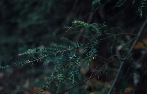 Forest, leaves, branches