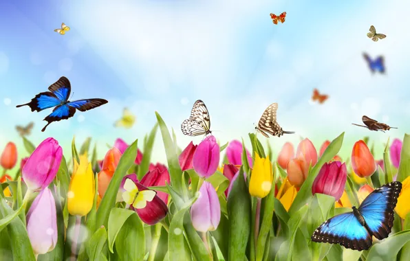 Butterfly, flowers, figure, tulips, colorful