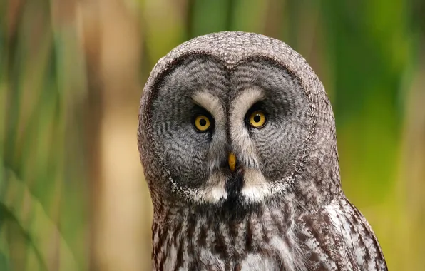 Picture look, owl, bird, portrait, predator, Great Grey Owl, Great grey owl, Strix nebulosa