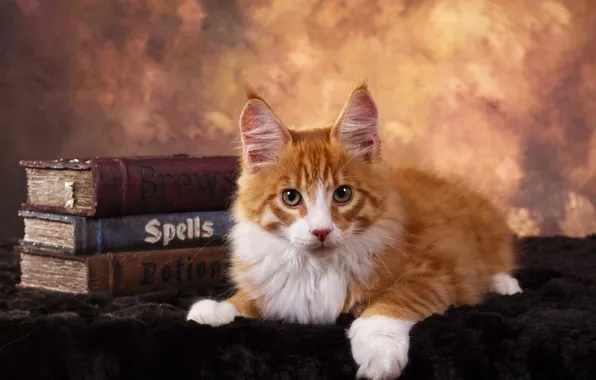Cat, look, pose, kitty, background, books, red, muzzle