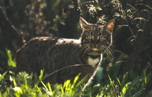 Cat, grass, cat, look, light, branches, nature, collar