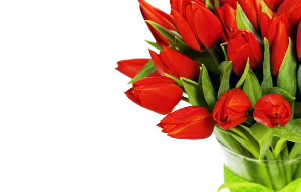 Picture flowers, red, tulips