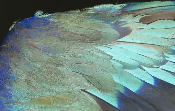 Pen, feathers, bird's wing