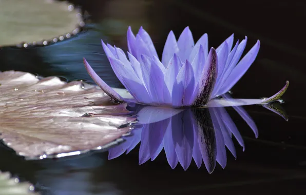 Leaves, water, reflection, petals, Lily, Nymphaeum