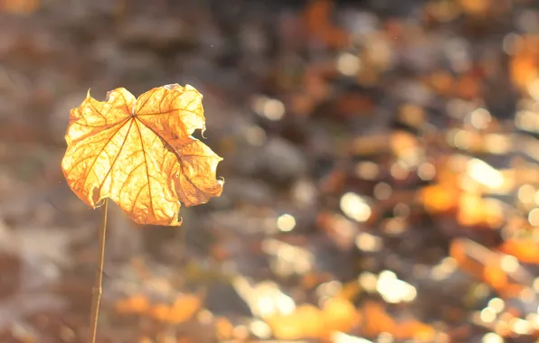 Yellow, autumn, leaf