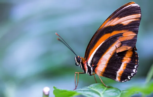 Picture macro, orange, nature, background, blue, butterfly, black, leaf