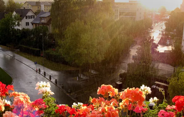 Flowers, rain, street, window
