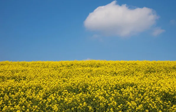 Field, the sky, the sun, clouds, yellow, rape