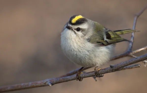 Close-up, branches, background, bird, tit