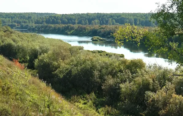 Russia, taiga, Siberia, forest.water, River YAYA, Tomsk oblast