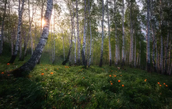 Picture the sun, spring, birch, grove