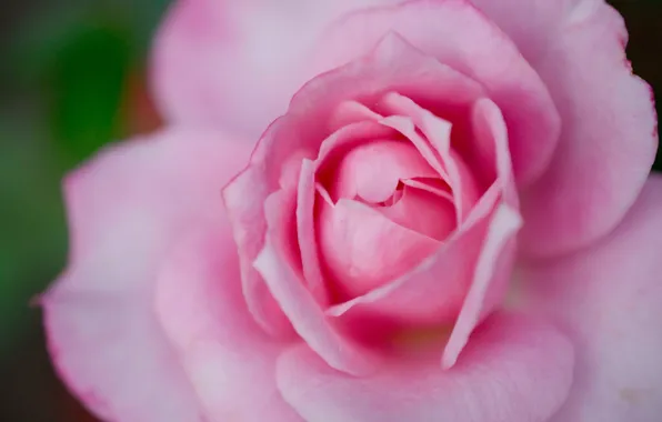 Picture macro, pink, rose, petals