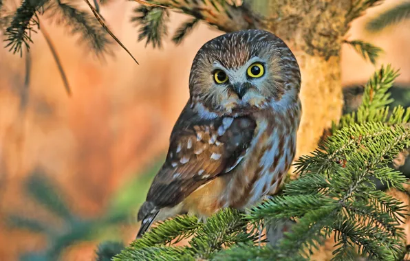 Owl, bird, branch, North American boreal owl